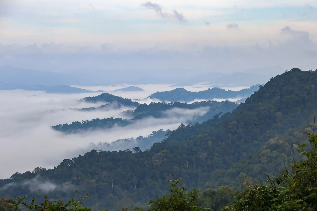 A sea of mist filling the forested valleys below the Khao Phanoen Thung viewpoint in Kaeng Krachan National Park