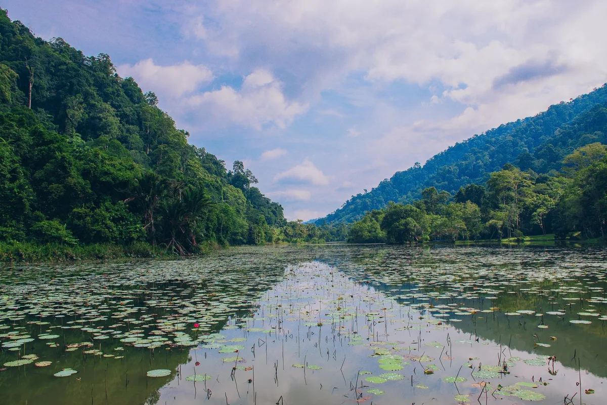 Lily pads on the still lake of Thale Ban National Park in Satun, framed by steep forested hills