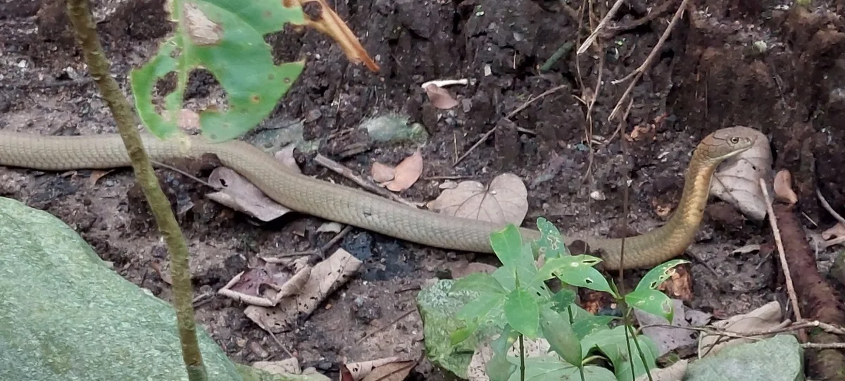 A king cobra gliding across the forest floor among leaves and seedlings, its head raised
