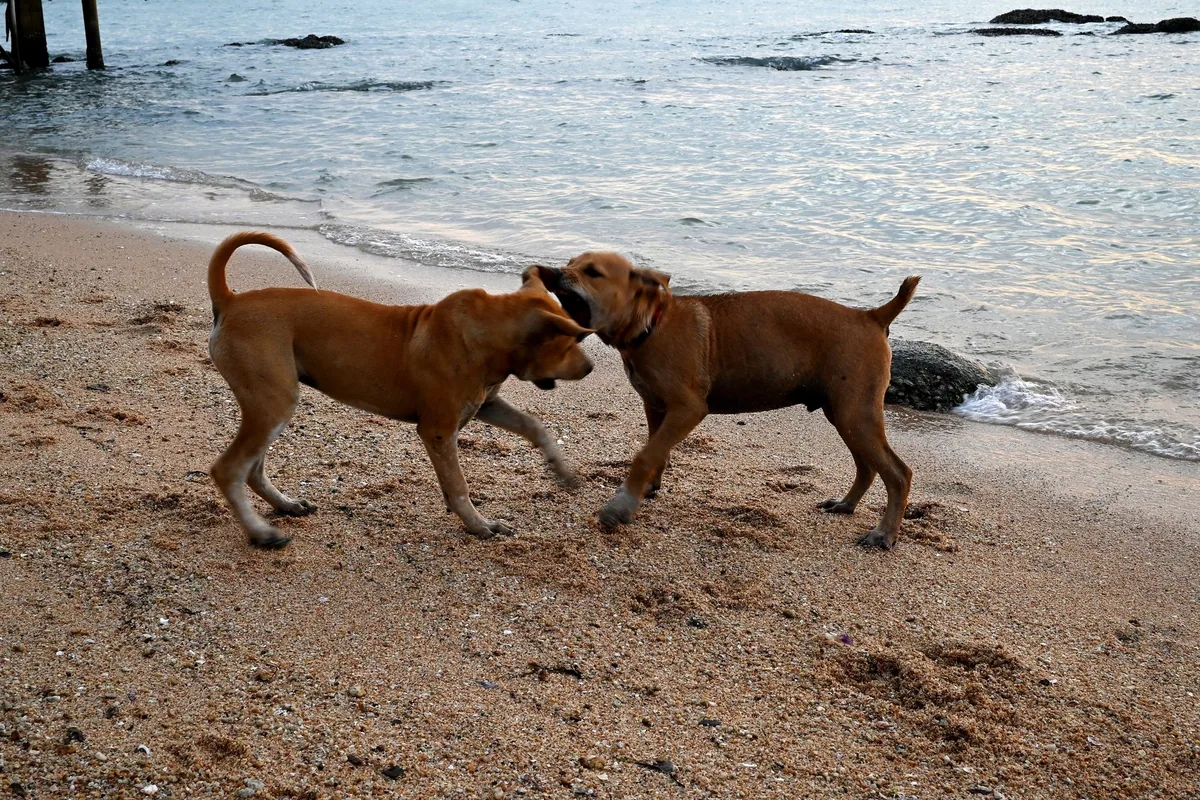 Two tan beach dogs playing tug-of-war on the sand at the water's edge in Thailand