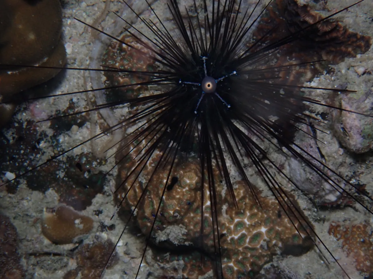 A black long-spined sea urchin, Diadema setosum, on a reef in Thailand