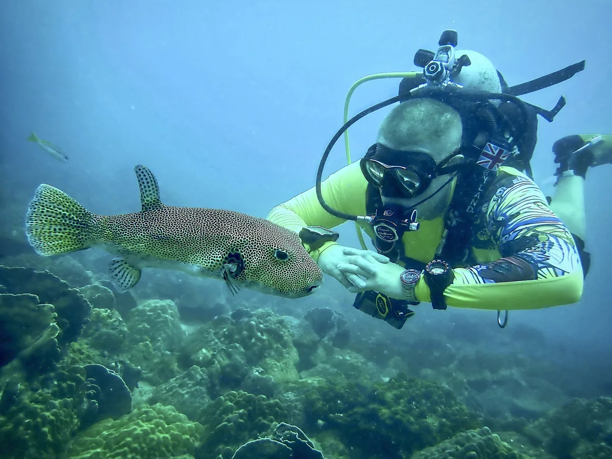 Scuba diver hovering above coral beside a spotted pufferfish off Samaesan Island in the Gulf of Thailand