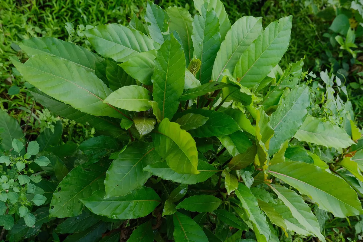 Glossy green leaves of a young kratom (Mitragyna speciosa) plant