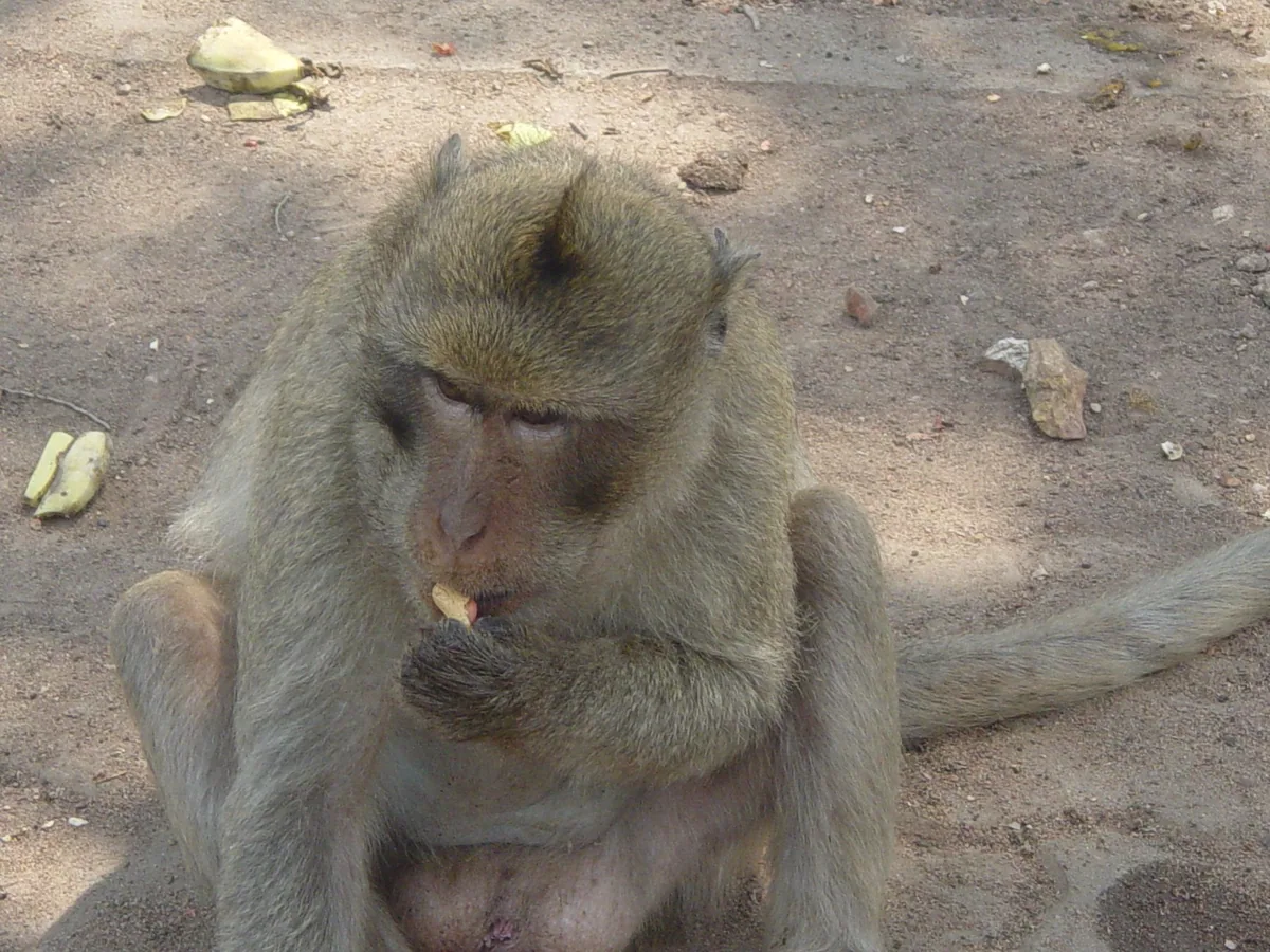 A long-tailed macaque eating a peanut on the ground at Khao No-Khao