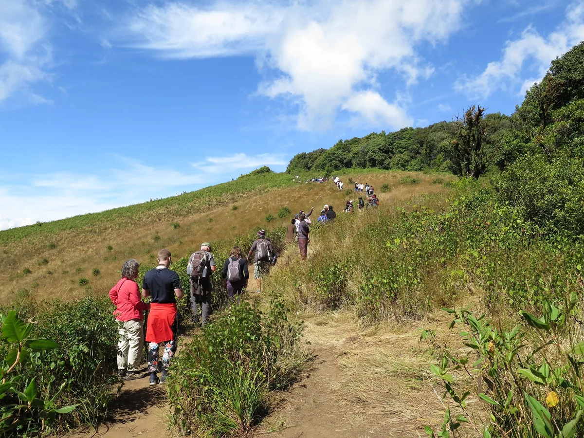 Hikers with daypacks walking single file through tall grass and scrub on the Kew Mae Pan trail in Doi Inthanon National Park