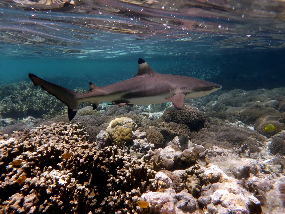 A blacktip reef shark swimming over shallow coral just below the surface