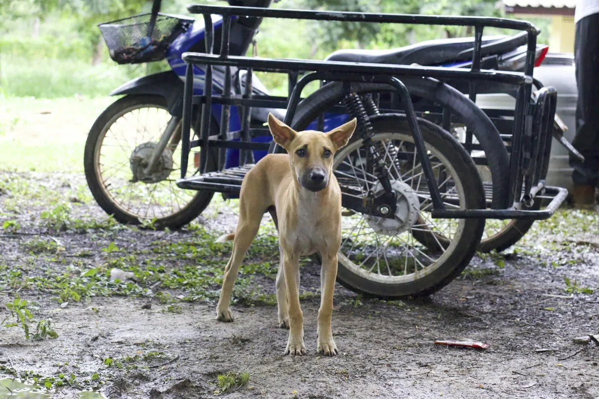 Young tan street dog standing watchfully beside a motorbike with a sidecar in a Thai village