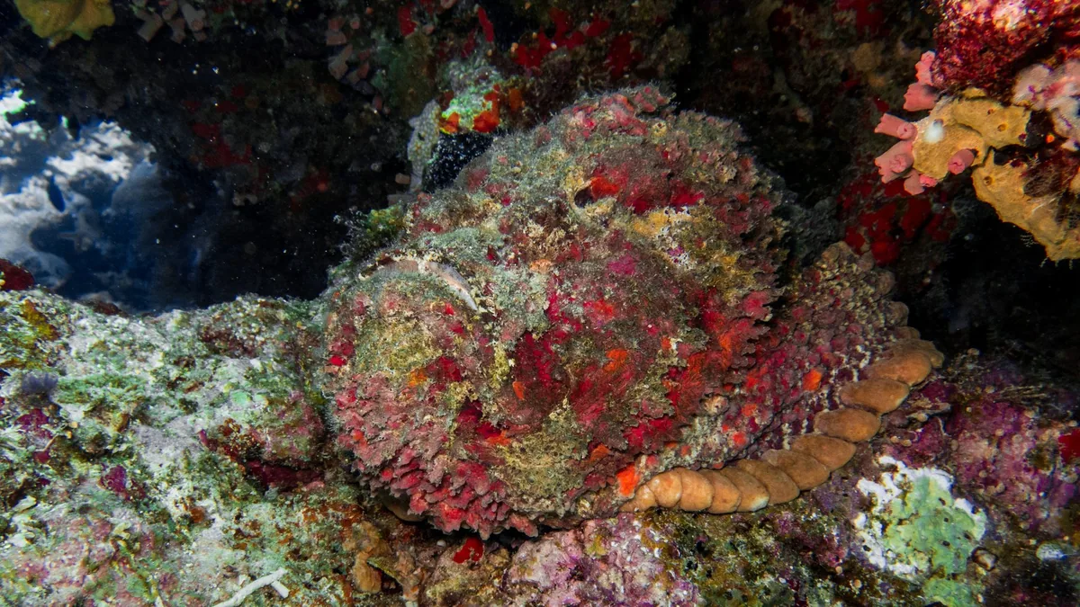 A reef stonefish camouflaged among red and green coral on the sea floor