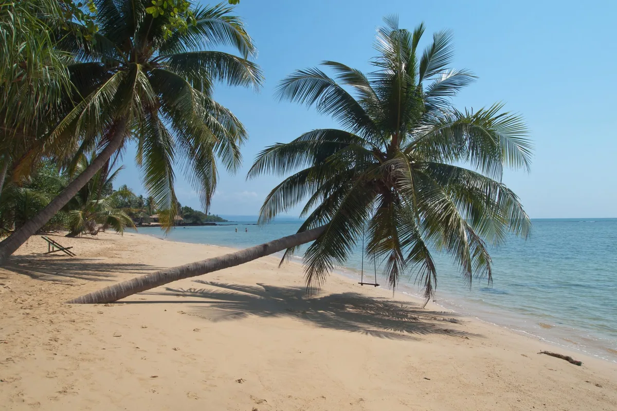 Leaning coconut palms over a quiet sandy beach and calm water on Koh Mak