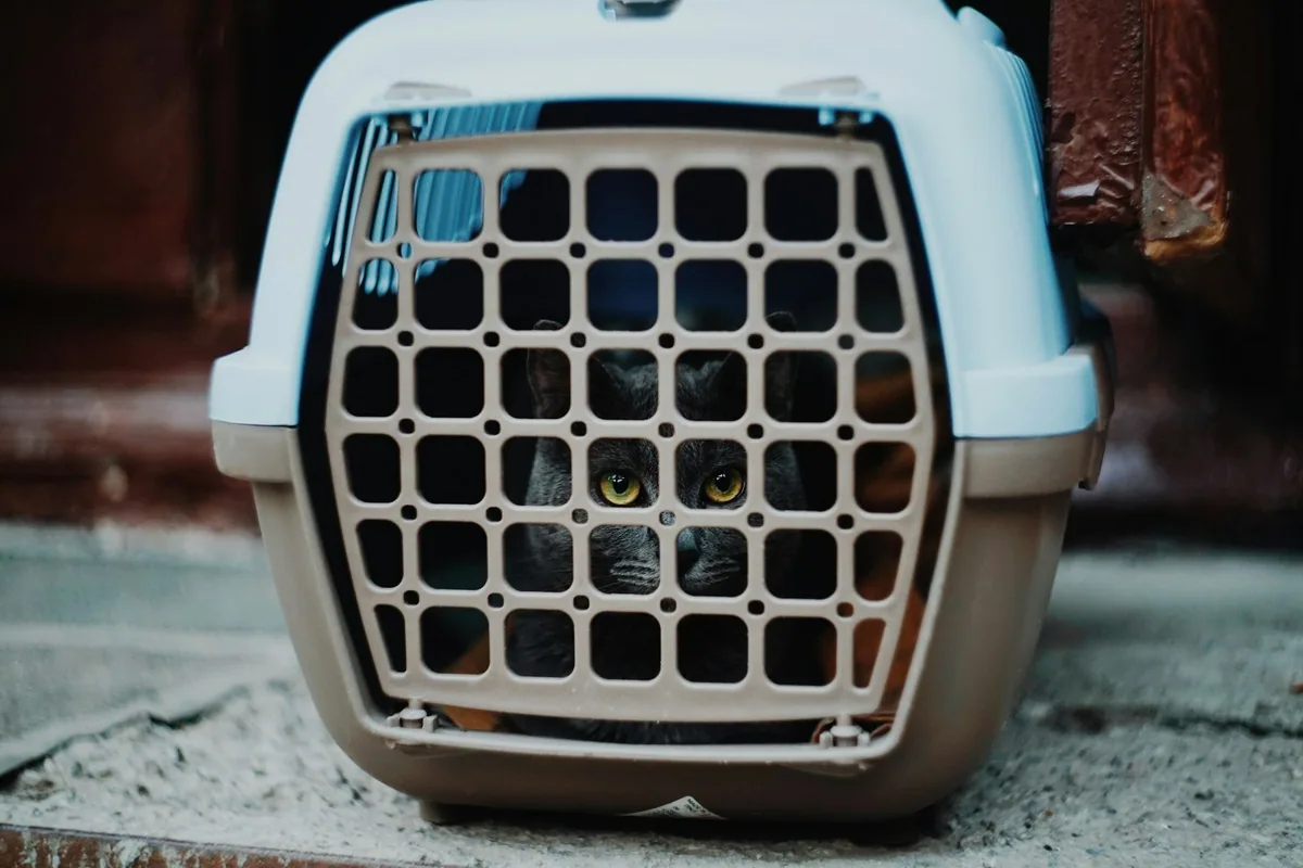 A pet peering out through the barred door of a plastic travel carrier
