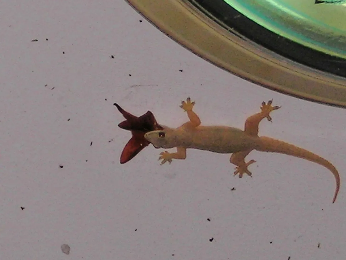 A small house gecko on a white wall beside a lamp, eating a moth it has just caught