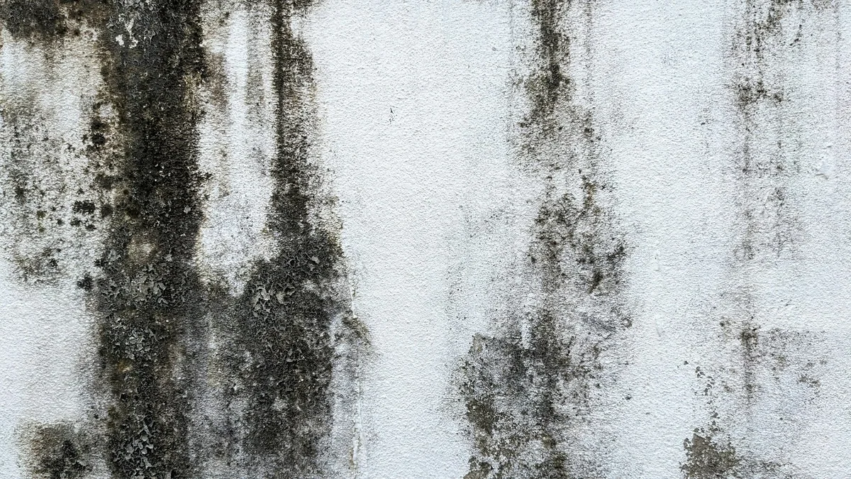 Dark streaks of black mould spreading down a damp white-painted wall