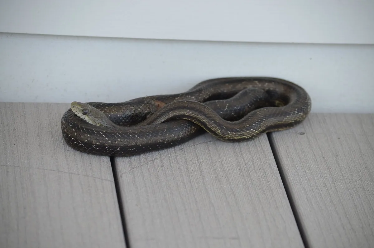 A dark rat snake lying coiled on the wooden decking of a porch, right against the wall of a house