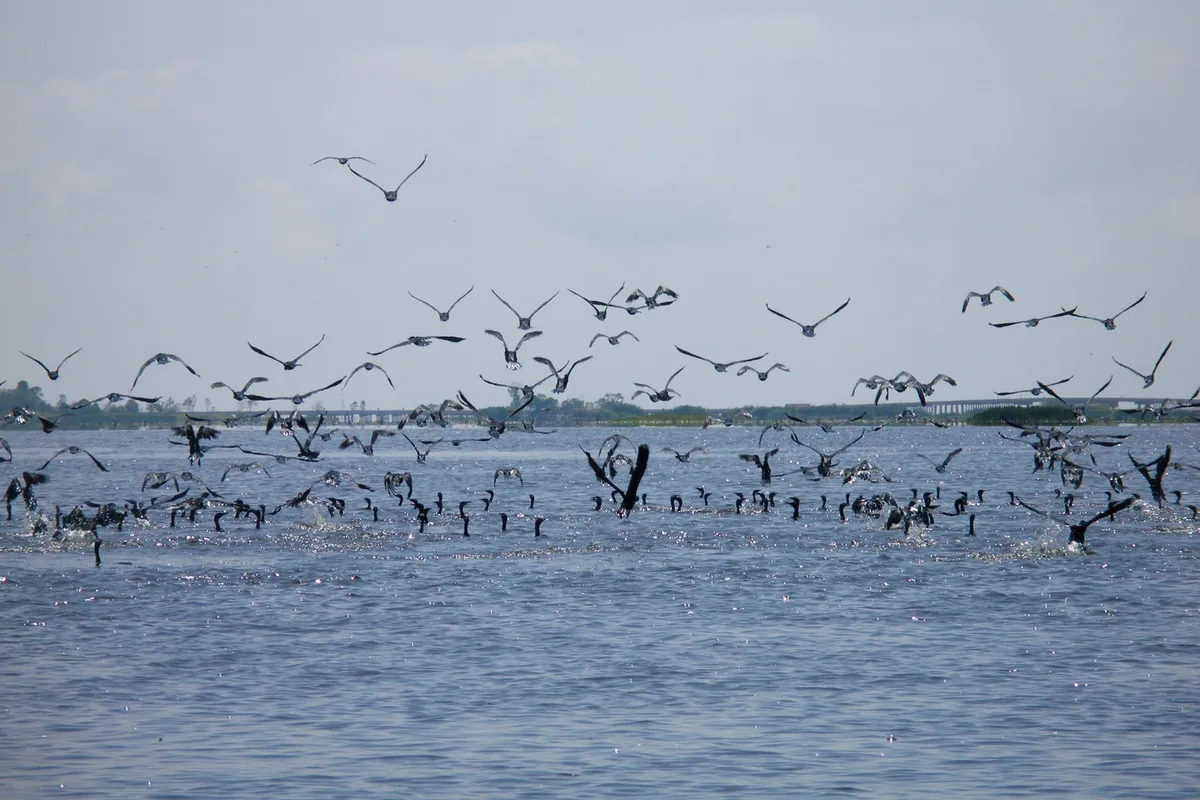 A large flock of cormorants taking off from the open water of Thale Noi lake in Phatthalung, a causeway on the horizon