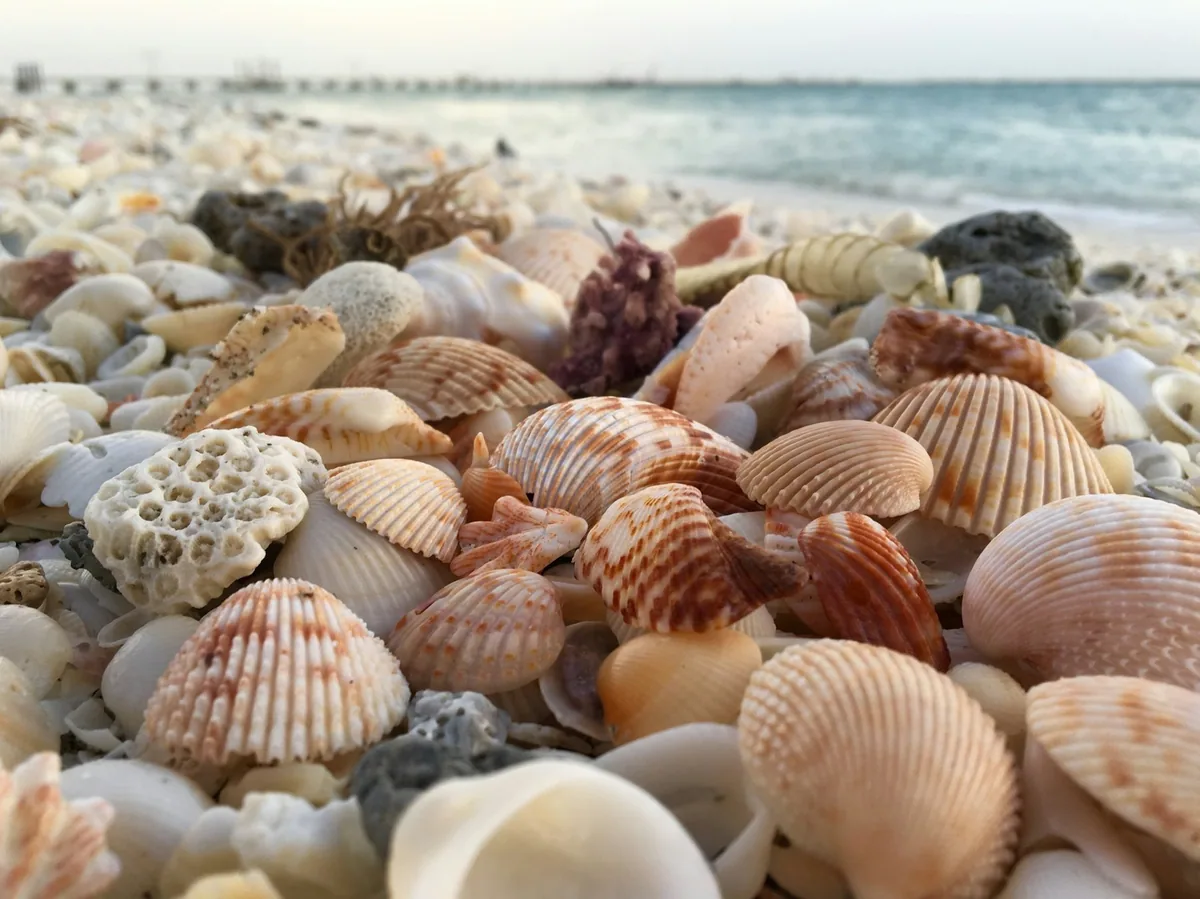 Seashells and bleached coral fragments piled on a beach, the kind of souvenir that must stay behind