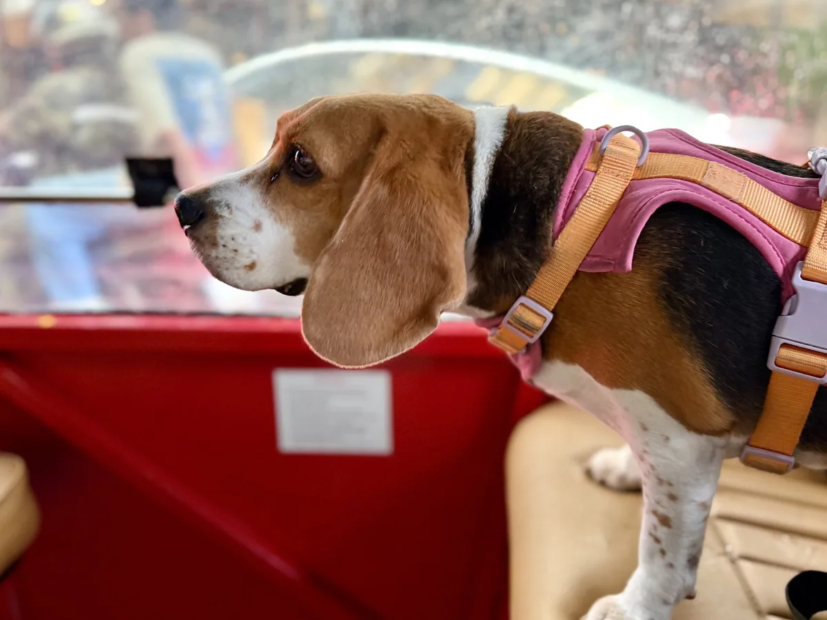 A beagle in a pink harness standing on the seat of a red tuk-tuk in Bangkok, looking out at the street